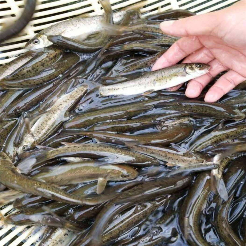 雅鱼苗细鳞鱼裂腹鱼一手货源基地直销提供技术指导
