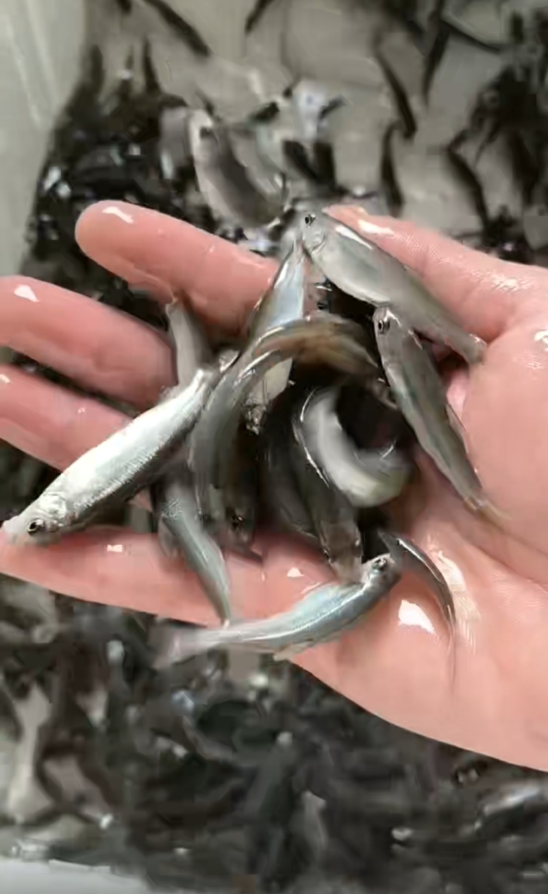 雅鱼苗细鳞鱼裂腹鱼一手货源基地直销提供技术指导