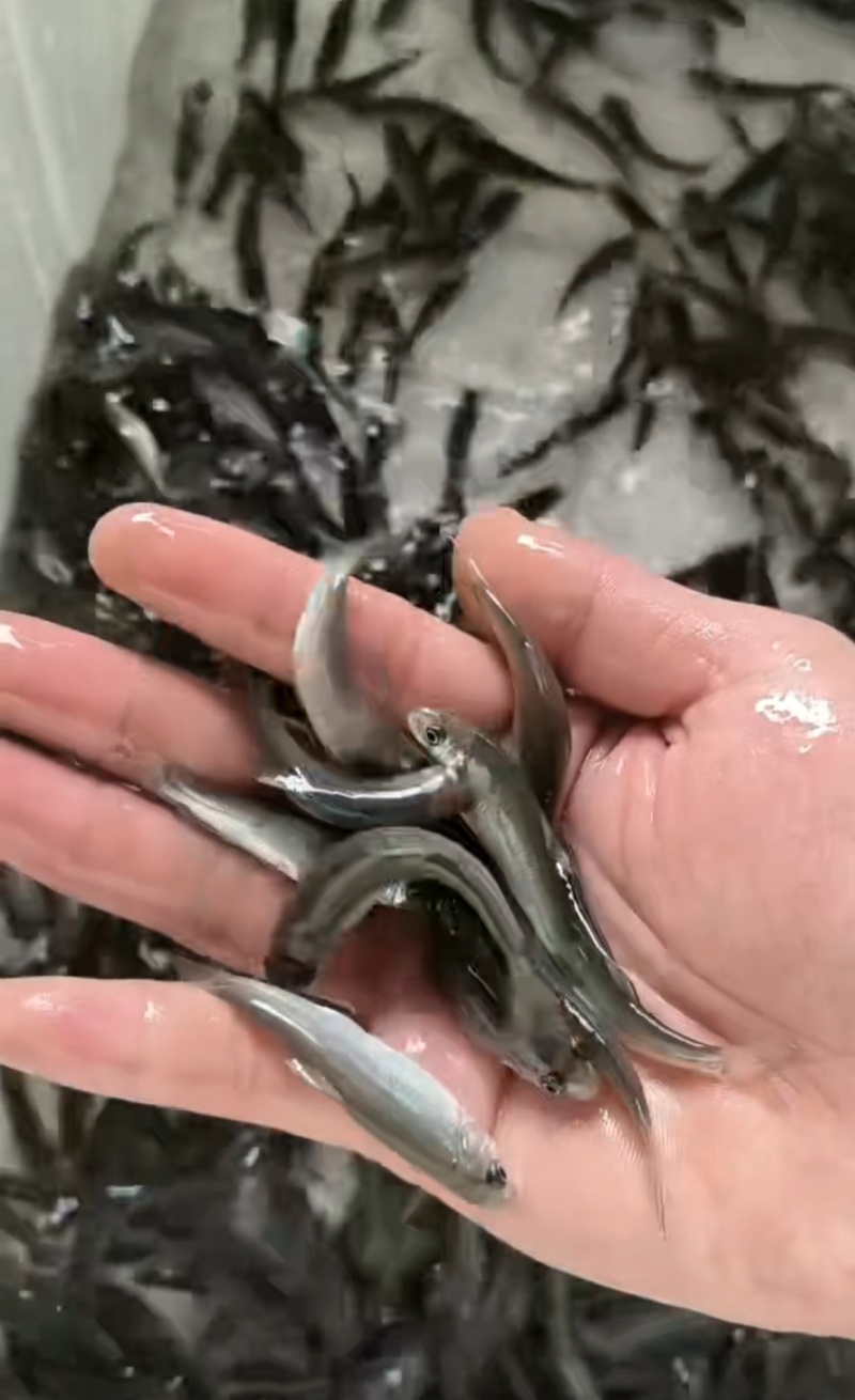 雅鱼苗细鳞鱼裂腹鱼一手货源基地直销提供技术指导