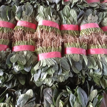 【优选】椭圆形菠菜，尖叶菠菜，，产地直供适合各大批发市场