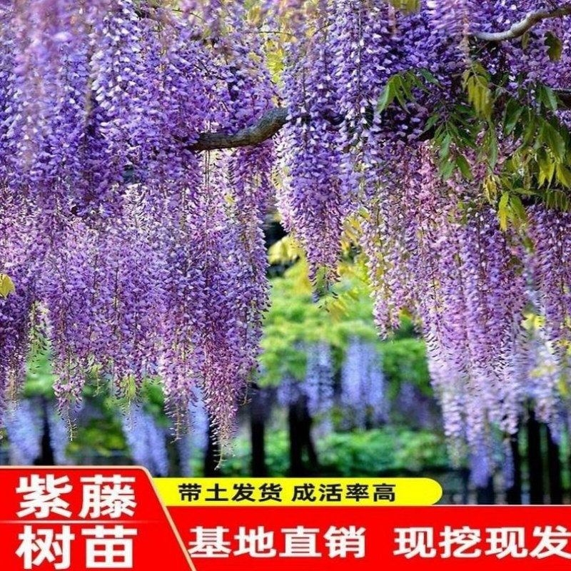 紫藤花树苗爬藤植物庭院围墙园林盆栽花苗绿植花卉藤蔓紫藤萝