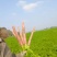 精品沙土，红萝卜，秤杆红萝卜大量供应四川产地直发，货源
