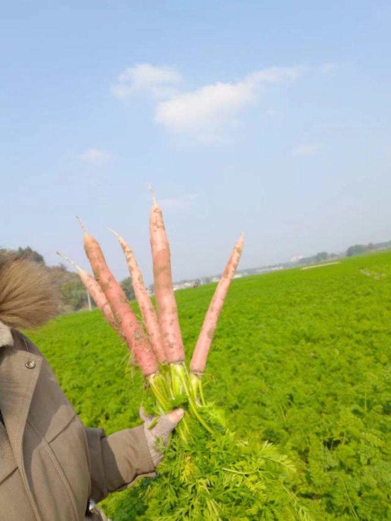 精品沙土，红萝卜，秤杆红萝卜大量供应四川产地直发，货源