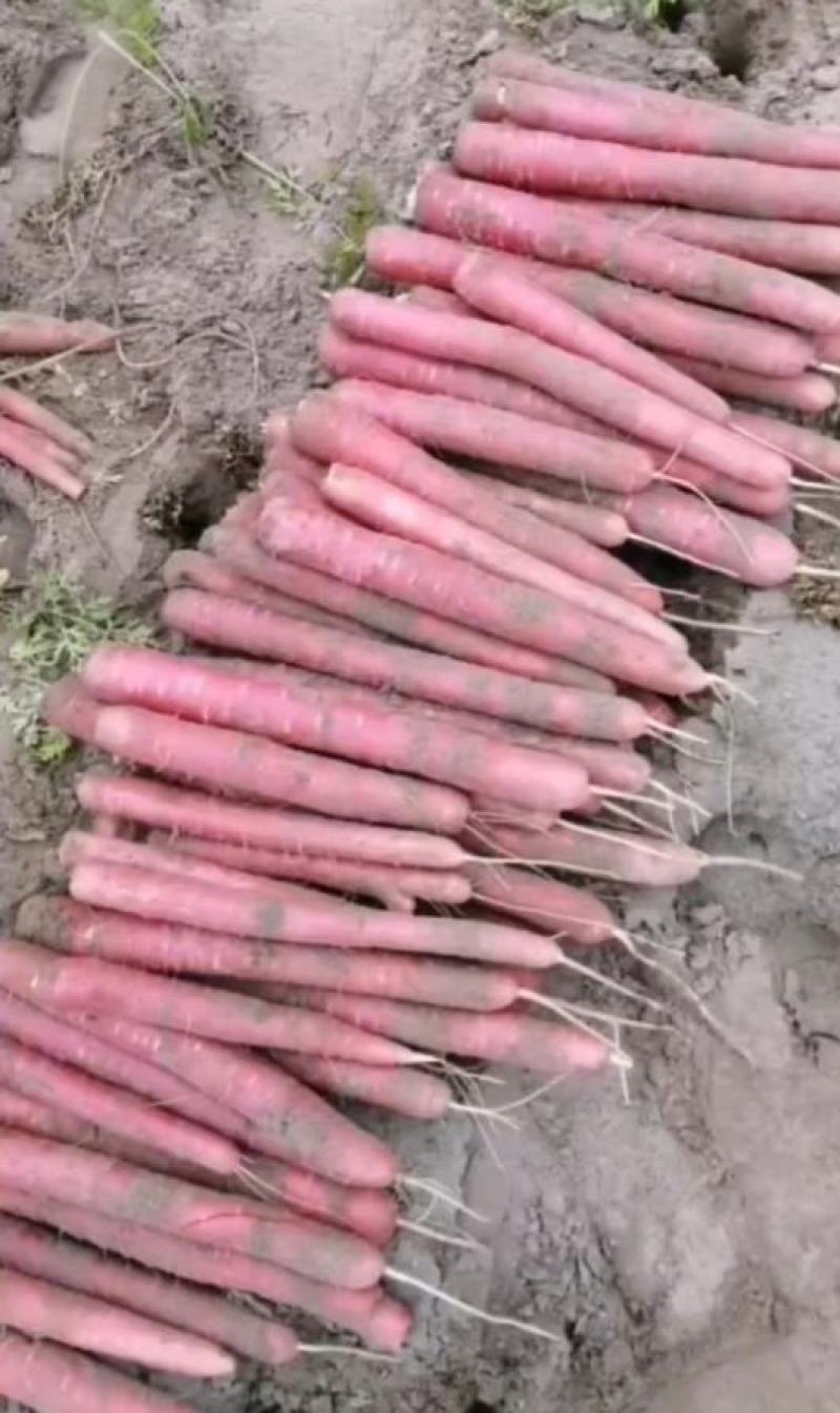 精品沙土，红萝卜，秤杆红萝卜大量供应四川产地直发，货源