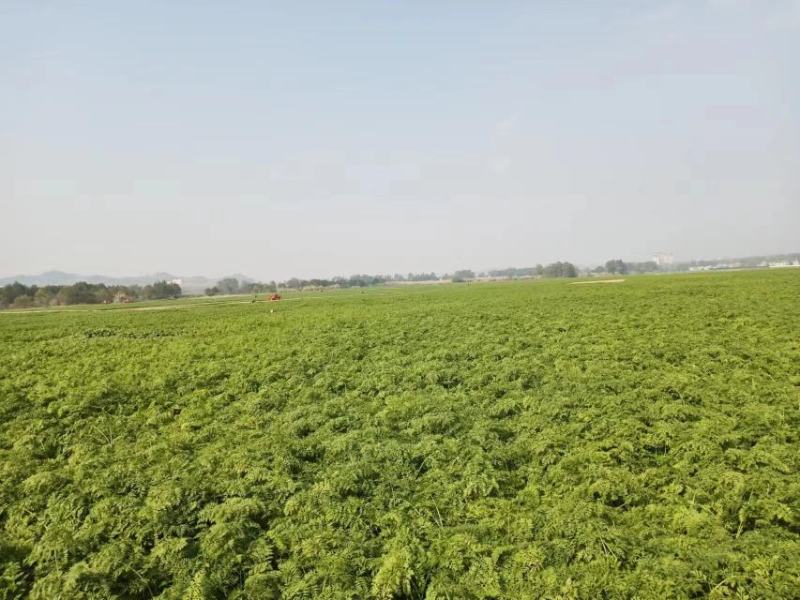 精品沙土，红萝卜，秤杆红萝卜大量供应四川产地直发，货源
