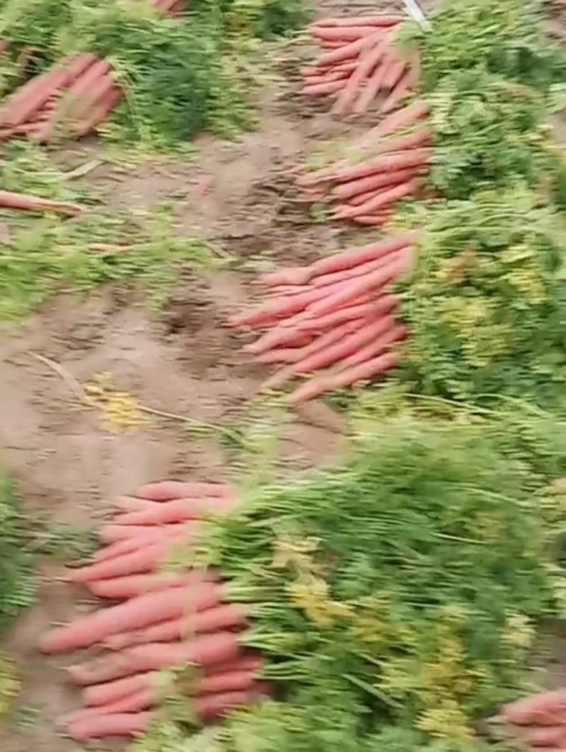 精品沙土，红萝卜，秤杆红萝卜大量供应四川产地直发，货源