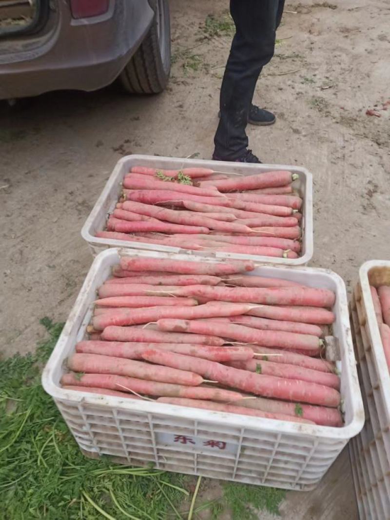 精品沙土，红萝卜，秤杆红萝卜大量供应四川产地直发，货源