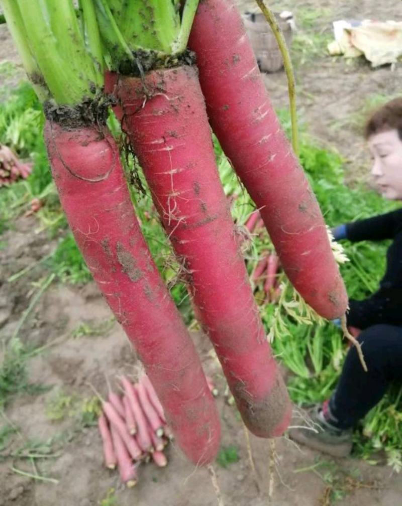 精品沙土，红萝卜，秤杆红萝卜大量供应四川产地直发，货源