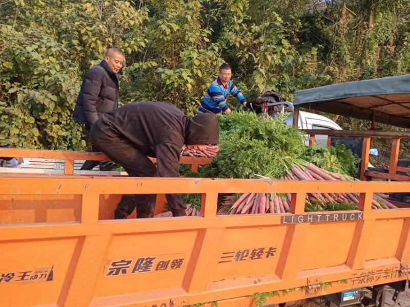 精品沙土，红萝卜，秤杆红萝卜大量供应四川产地直发，货源