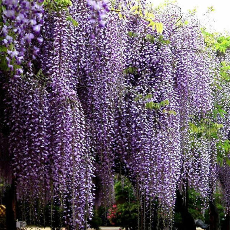 紫藤花树苗爬藤植物庭院围墙园林盆栽花苗绿植花卉藤蔓紫藤萝
