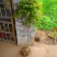 紫藤花树苗爬藤植物庭院围墙园林盆栽花苗绿植花卉藤蔓紫藤萝