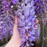 紫藤花树苗爬藤植物庭院围墙园林盆栽花苗绿植花卉藤蔓紫藤萝