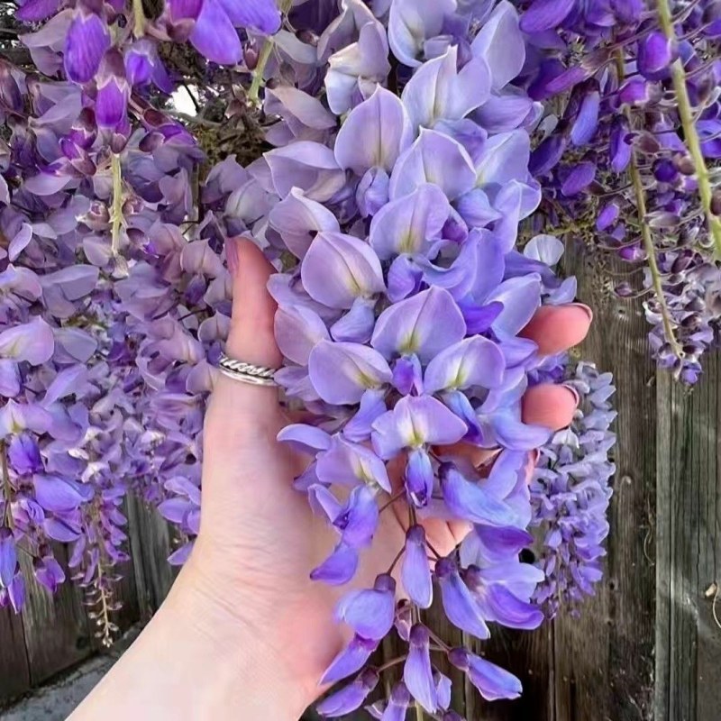 紫藤花树苗爬藤植物庭院围墙园林盆栽花苗绿植花卉藤蔓紫藤萝