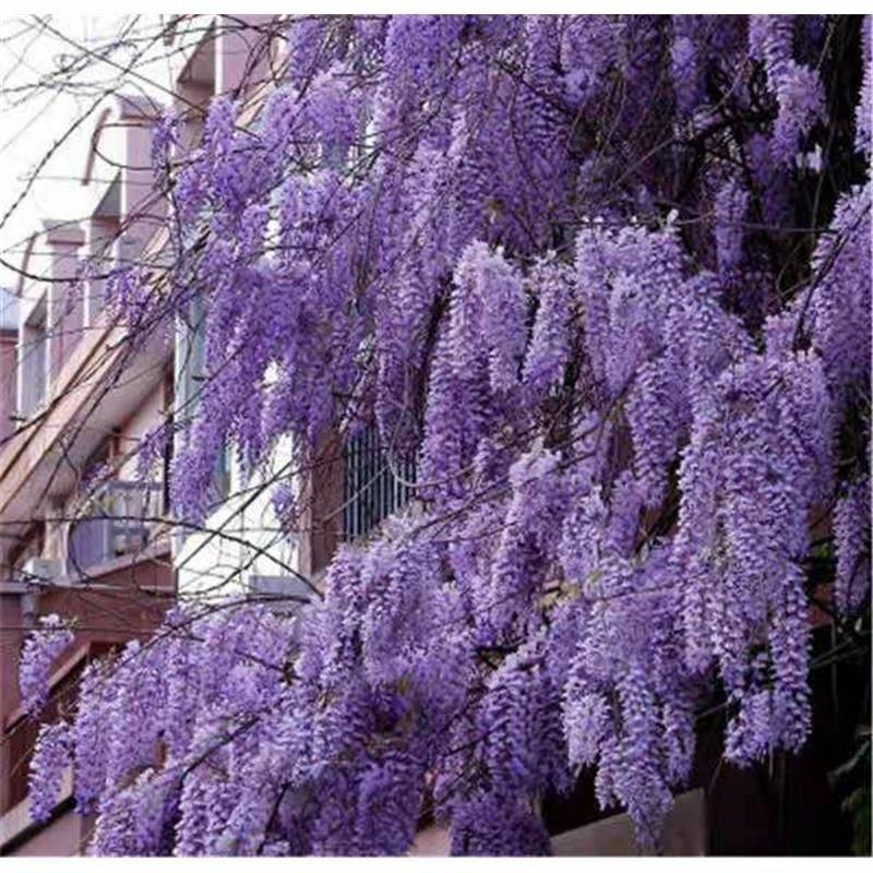紫藤花树苗爬藤植物庭院围墙园林盆栽花苗绿植花卉藤蔓紫藤萝