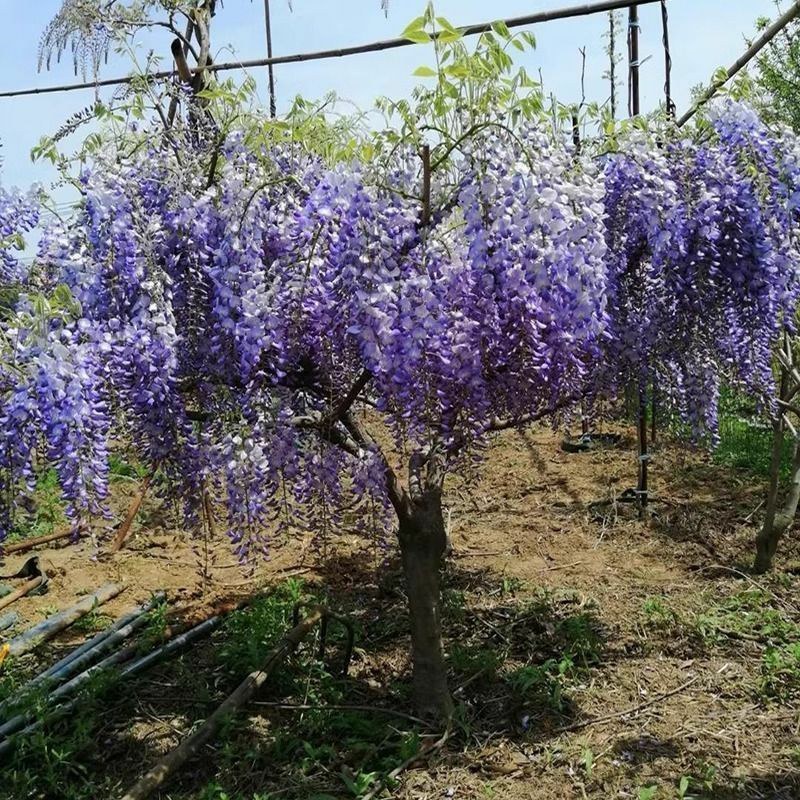 紫藤花树苗爬藤植物庭院围墙园林盆栽花苗绿植花卉藤蔓紫藤萝