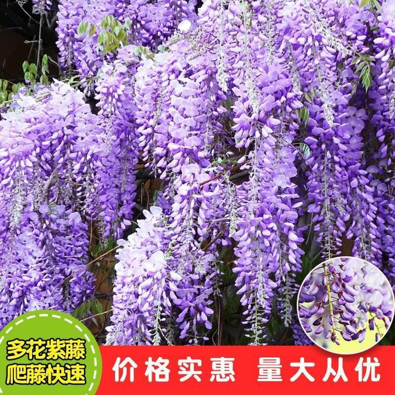 紫藤花树苗爬藤植物庭院围墙园林盆栽花苗绿植花卉藤蔓紫藤萝