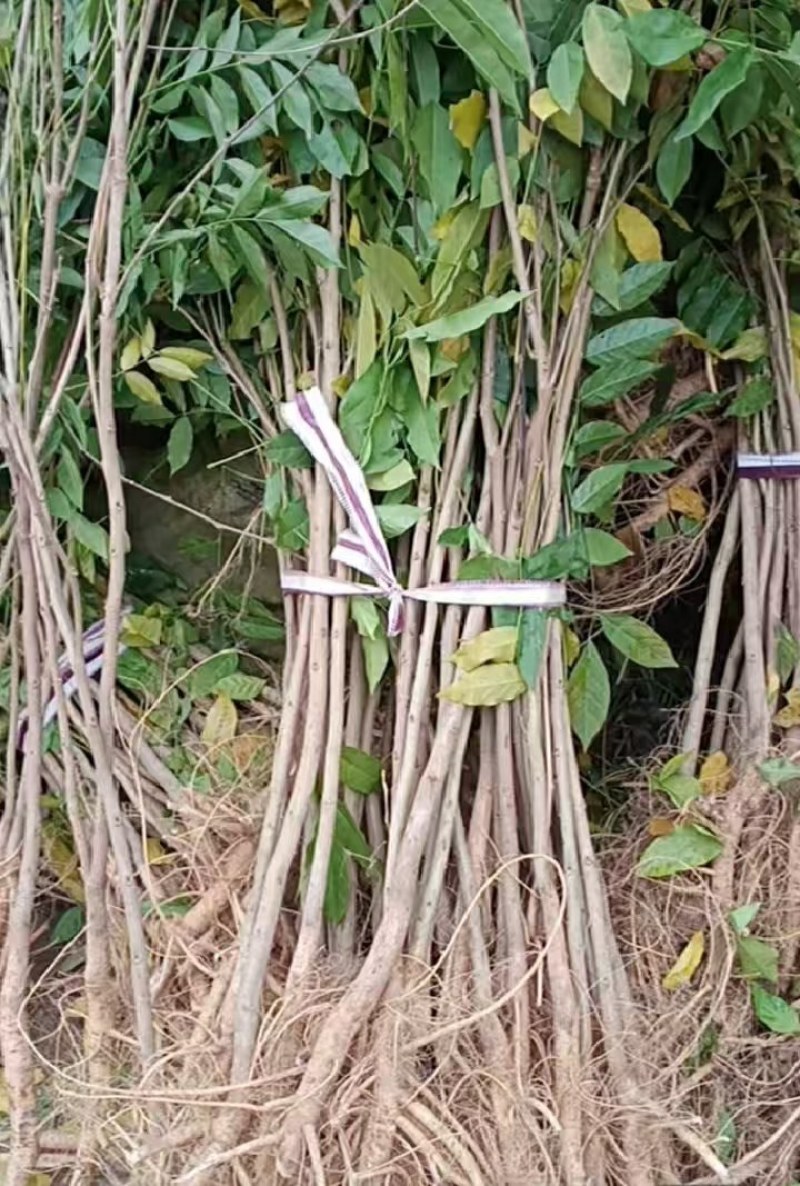 紫藤花树苗爬藤植物庭院围墙园林盆栽花苗绿植花卉藤蔓紫藤萝