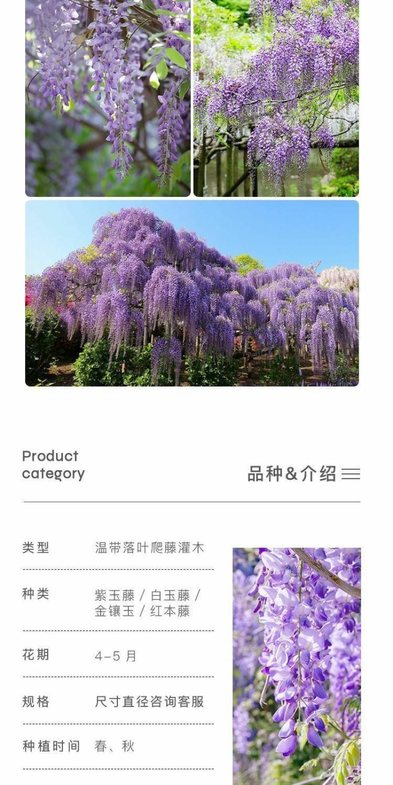 紫藤花树苗爬藤植物庭院围墙园林盆栽花苗绿植花卉藤蔓紫藤萝