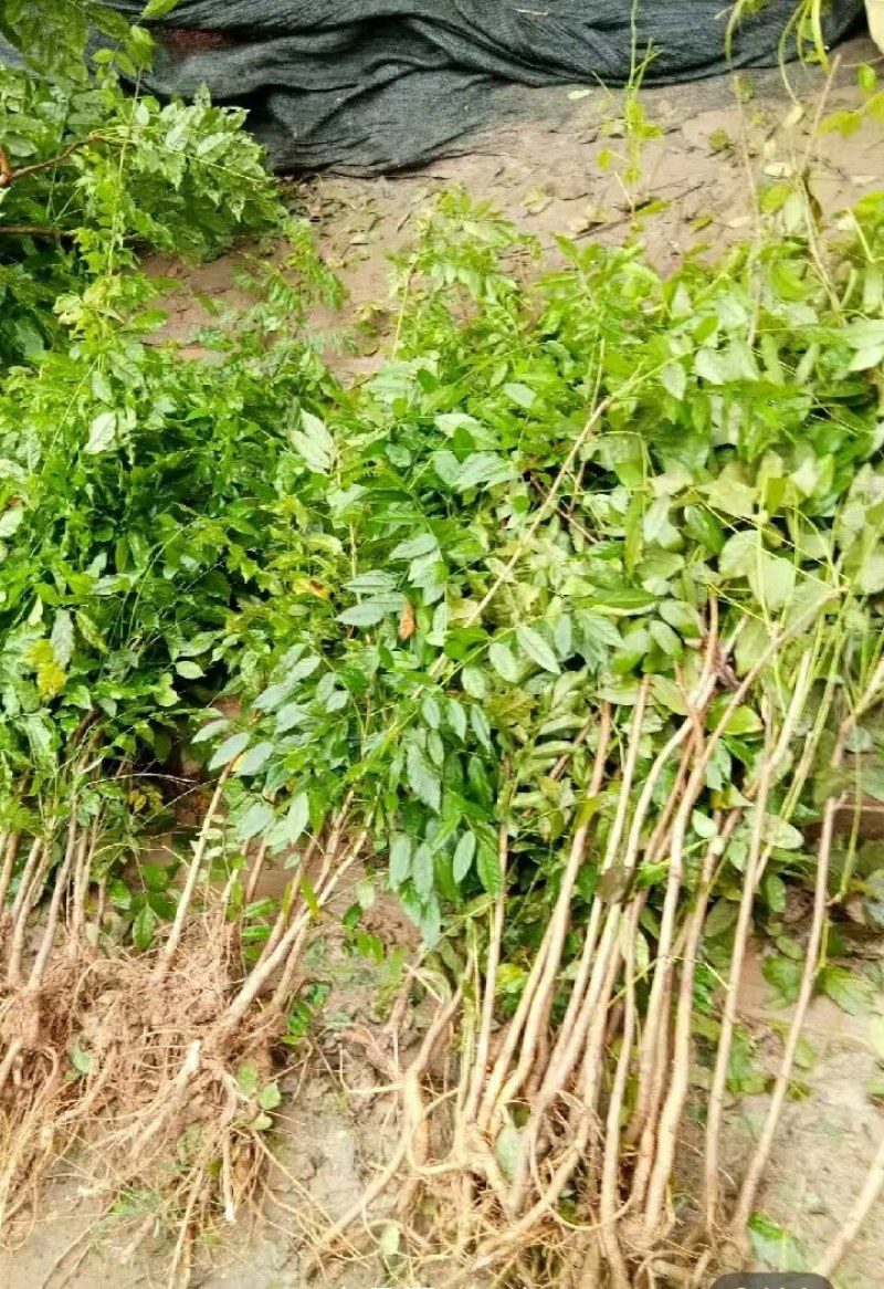 紫藤花树苗爬藤植物庭院围墙园林盆栽花苗绿植花卉藤蔓紫藤萝