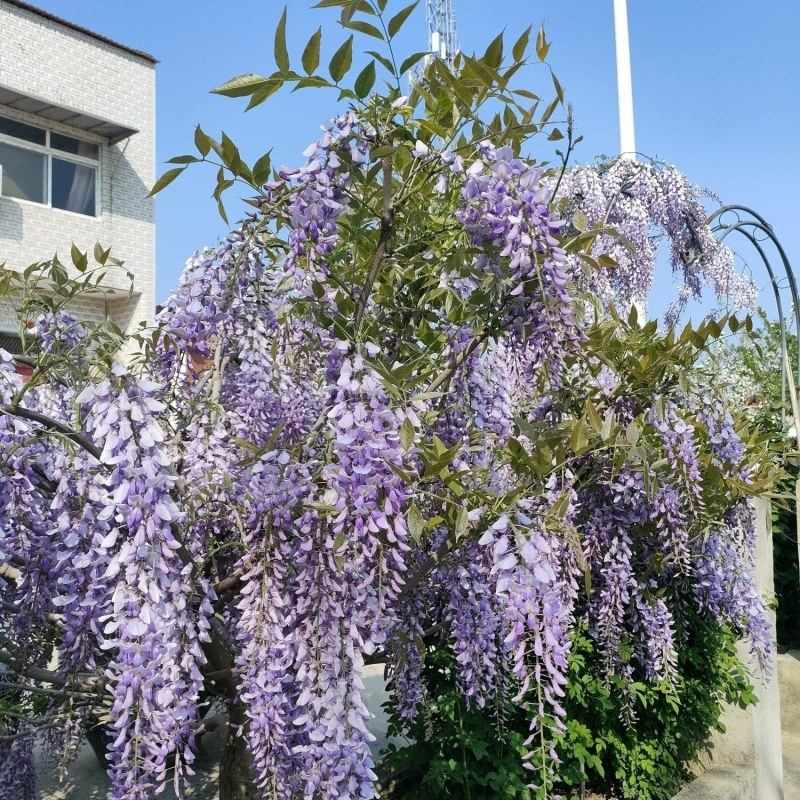 紫藤花树苗爬藤植物庭院围墙园林盆栽花苗绿植花卉藤蔓紫藤萝