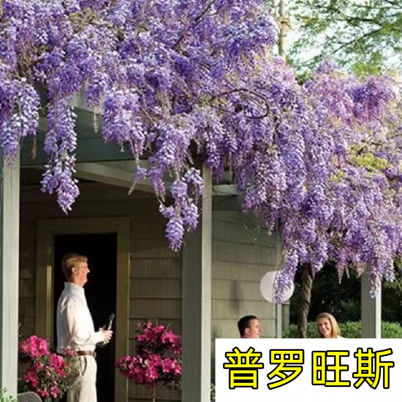 紫藤花树苗爬藤植物庭院围墙园林盆栽花苗绿植花卉藤蔓紫藤萝