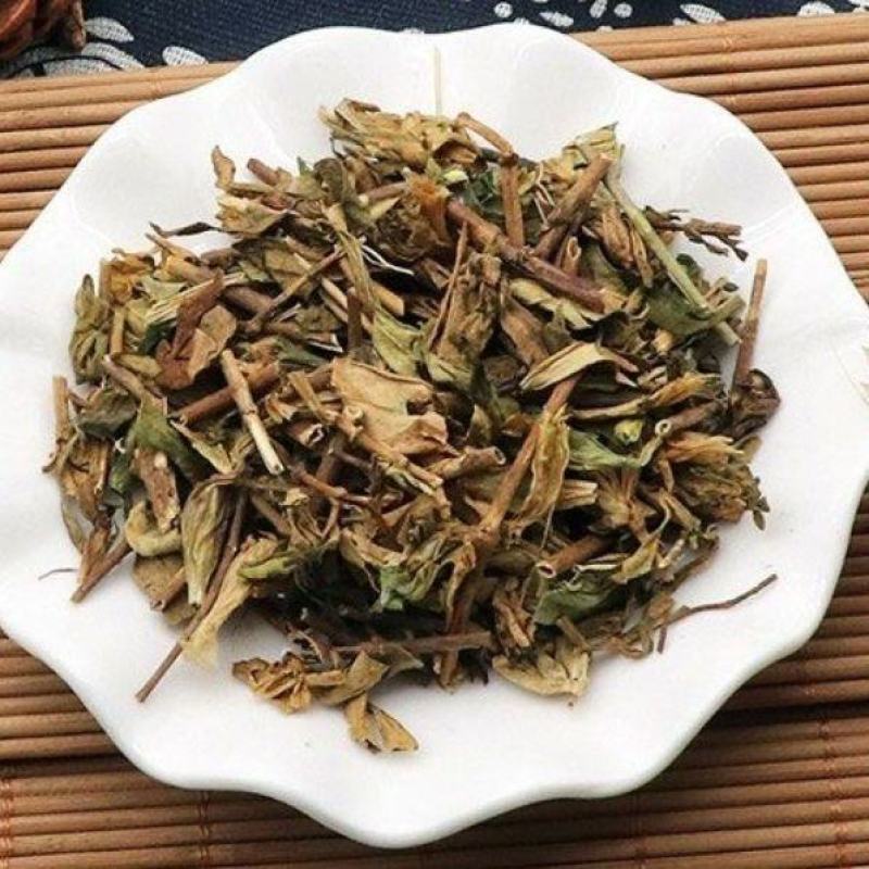 龙胆草苗