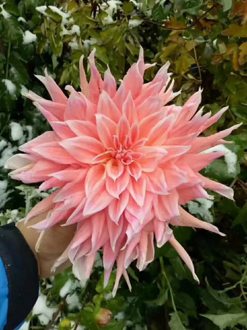 进口球根花卉大丽菊花地瓜花大丽花种球庭院种植盆栽