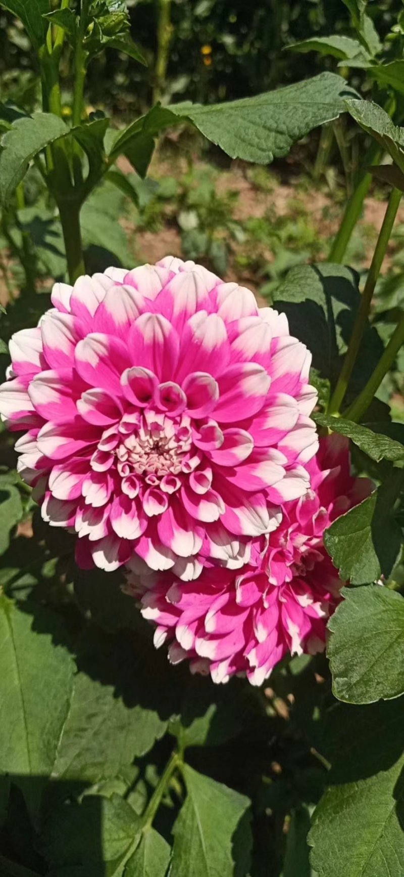 进口球根花卉大丽菊花地瓜花大丽花种球庭院种植盆栽