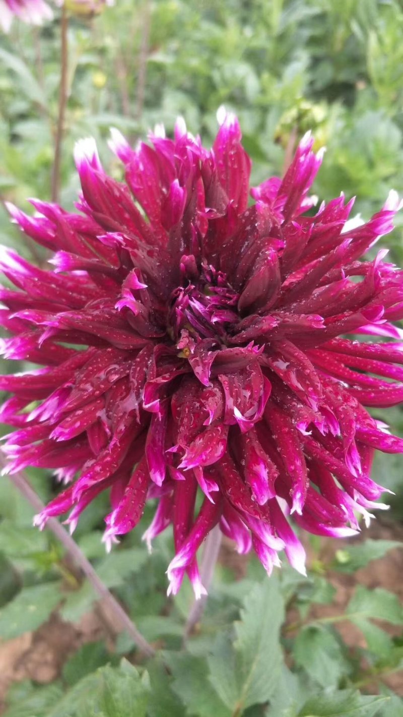进口球根花卉大丽菊花地瓜花大丽花种球庭院种植盆栽