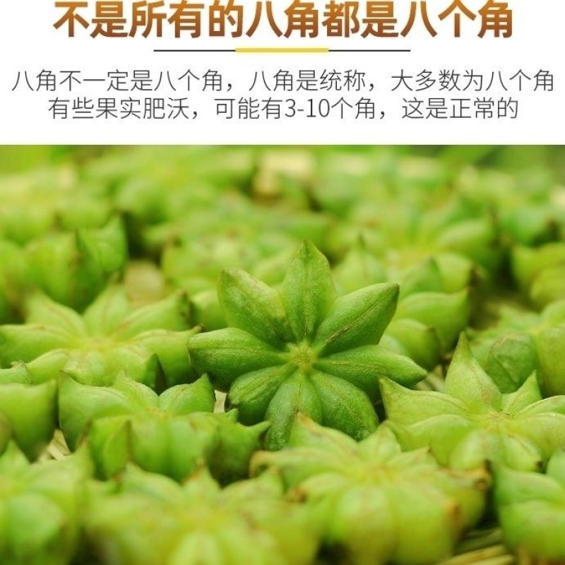 广西生八角现摘现出