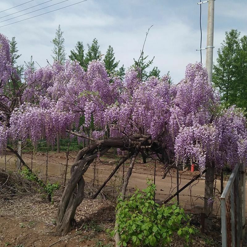 紫藤花树苗爬藤植物庭院围墙园林盆栽花苗绿植花卉藤蔓紫藤萝