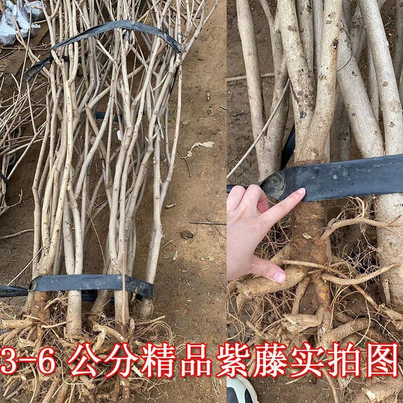 紫藤花树苗爬藤植物庭院围墙园林盆栽花苗绿植花卉藤蔓紫藤萝