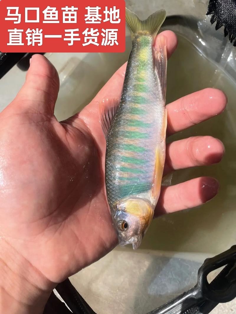 全雄马口鱼苗一手货源基地直销鱼苗健康提供技术指导