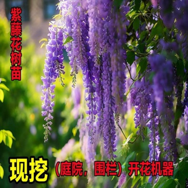 紫藤花树苗爬藤植物庭院围墙园林盆栽花苗绿植花卉藤蔓紫藤萝