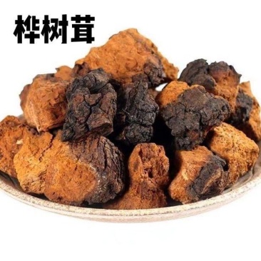 长白山野生桦褐孔菌白桦茸桦树泪桦树茸