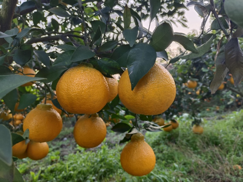 丑橘