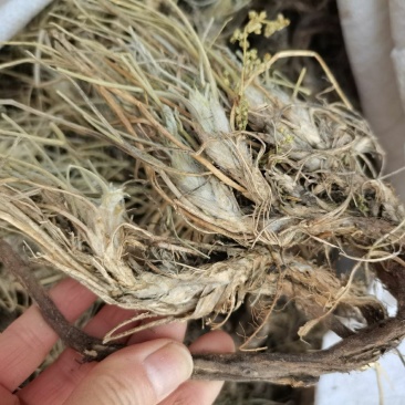 中药材多叶棘豆500克包邮别名狐尾藻棘豆鸡翎草