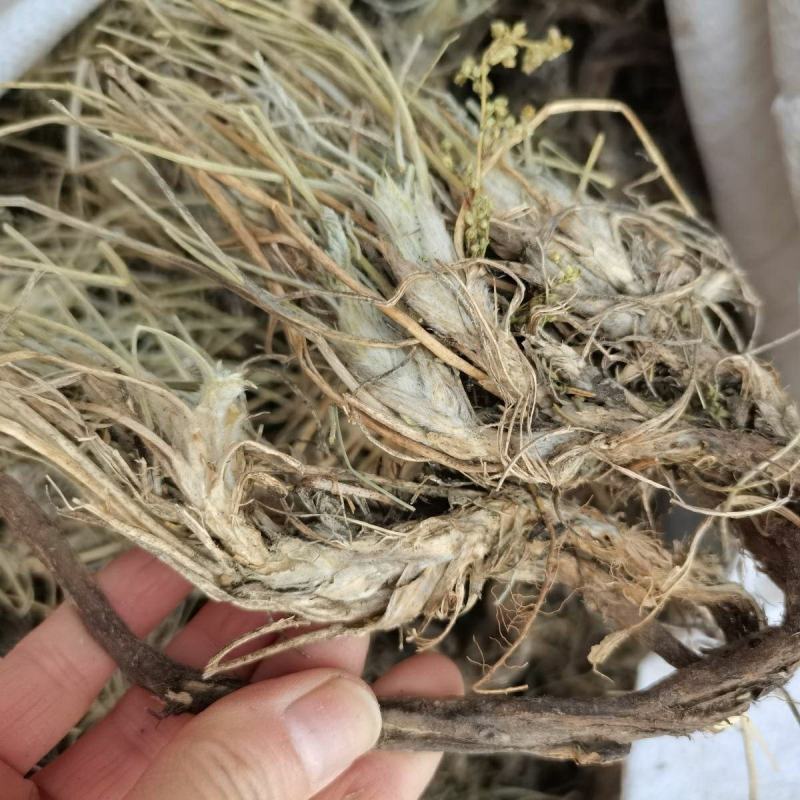 中药材多叶棘豆500克包邮别名狐尾藻棘豆鸡翎草
