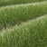 葱兰，观花植物，基地有量，价格优惠，欢迎来一亩田订购。