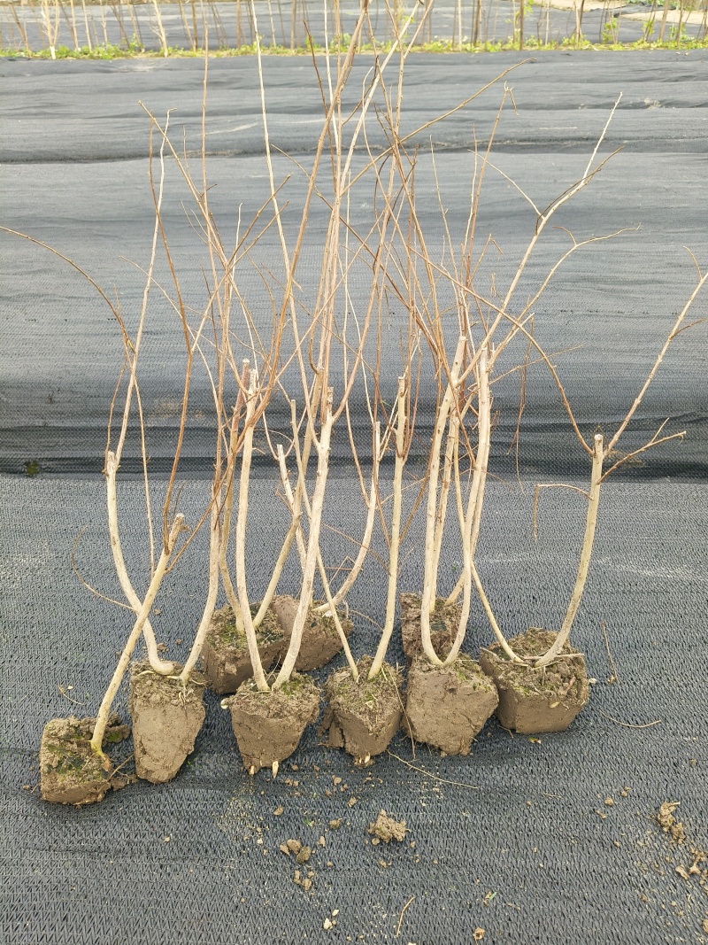 矮紫薇小毛球，高度40cm，基地有量，欢迎来一亩田订购。