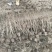 矮紫薇小毛球，高度40cm，基地有量，欢迎来一亩田订购。