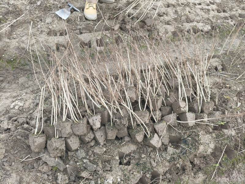 矮紫薇小毛球，高度40cm，基地有量，欢迎来一亩田订购。