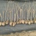 矮紫薇小毛球，高度40cm，基地有量，欢迎来一亩田订购。