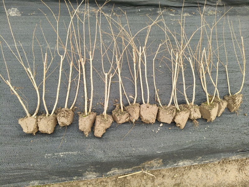 矮紫薇小毛球，高度40cm，基地有量，欢迎来一亩田订购。