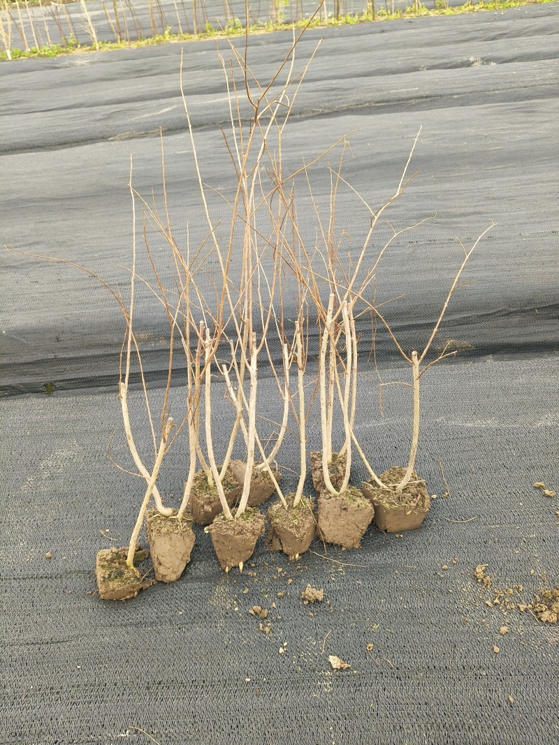 矮紫薇小毛球，高度40cm，基地有量，欢迎来一亩田订购。