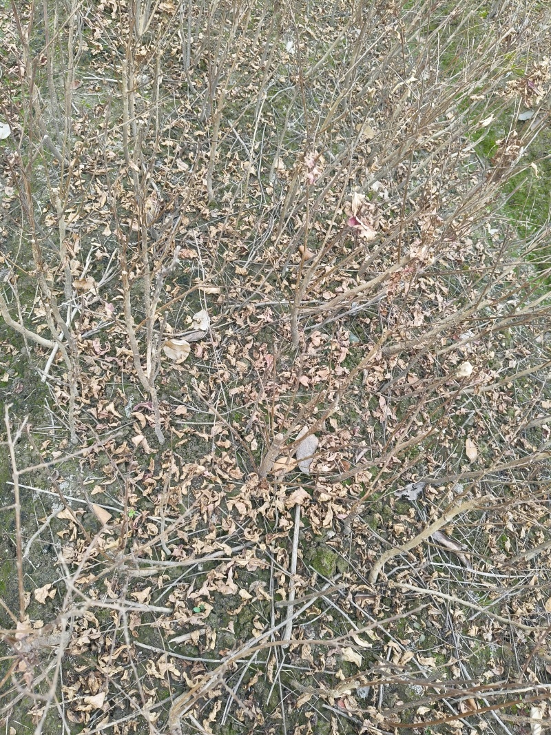 矮紫薇小毛球，高度40cm，基地有量，欢迎来一亩田订购。