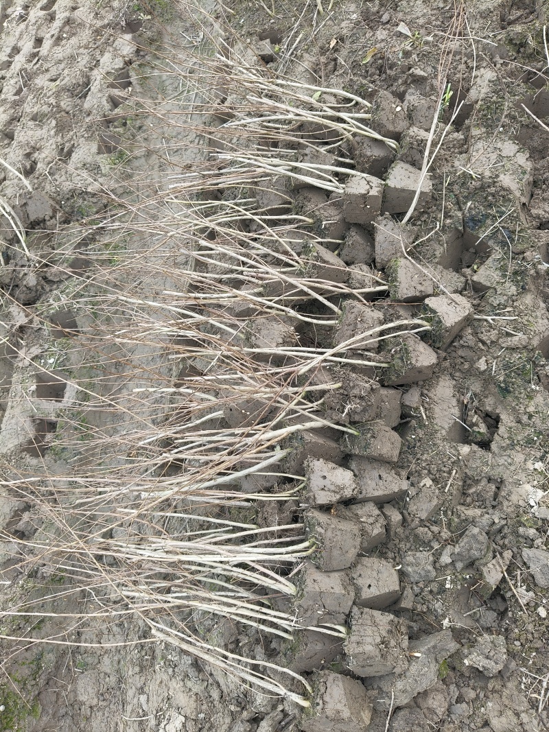 矮紫薇小毛球，高度40cm，基地有量，欢迎来一亩田订购。