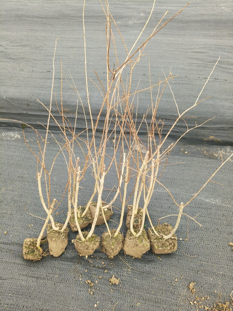 矮紫薇小毛球，高度40cm，基地有量，欢迎来一亩田订购。