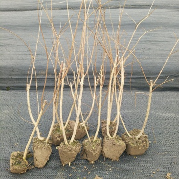 矮紫薇小毛球，高度40cm，基地有量，欢迎来一亩田订购。