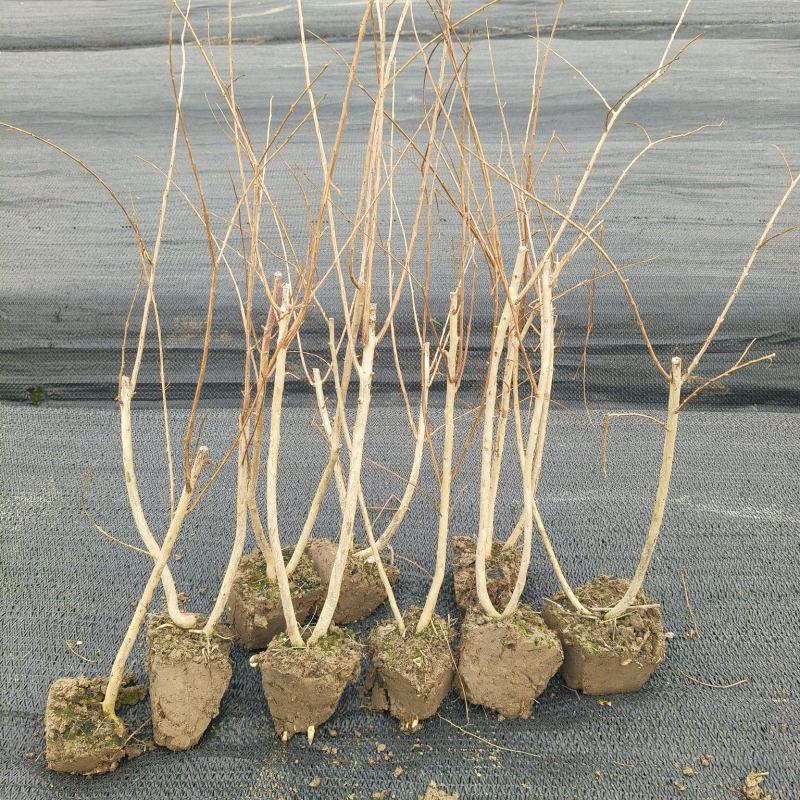 矮紫薇小毛球，高度40cm，基地有量，欢迎来一亩田订购。